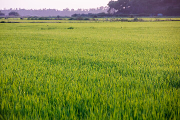 Rice fields at sunset in Comporta, Portugal