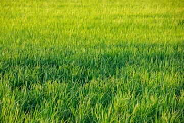 Rice fields at sunset in Comporta, Portugal