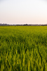 Rice fields at sunset in Comporta, Portugal