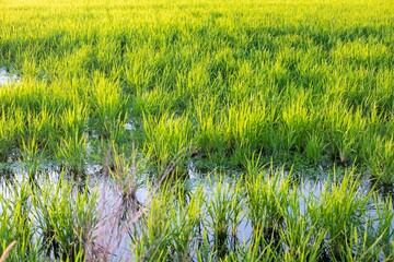 Rice fields at sunset in Comporta, Portugal