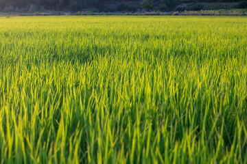 Rice fields at sunset in Comporta, Portugal