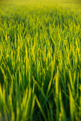 Rice fields at sunset in Comporta, Portugal