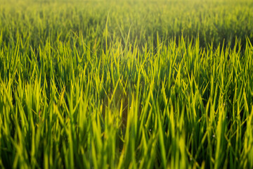 Rice fields at sunset in Comporta, Portugal