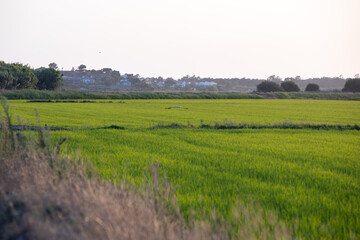 Fototapeta na wymiar Rice fields at sunset in Comporta, Portugal