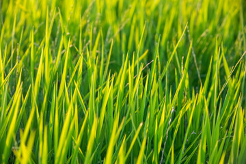 Rice fields at sunset in Comporta, Portugal