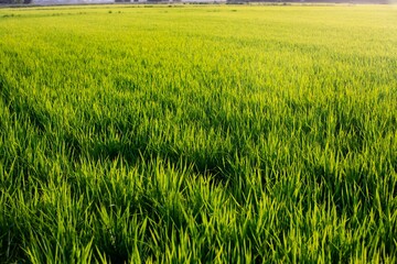 Rice fields at sunset in Comporta, Portugal