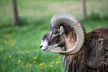 European mouflon with beautiful horns