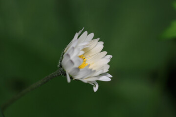 Natural Bellis Perennis Macro Photo © Recep