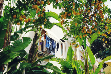 Lemon trees and tropical plants framing clothesline in Sorrento, Italy
