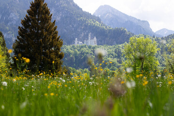 The famous Neuschwanstein castle with the Alps in the background - obrazy, fototapety, plakaty