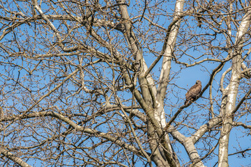 Milan noir perché sur un arbres