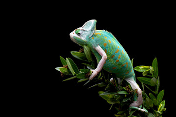 Side view beautiful Pied Veiled Chameleon or White Piebald Chameleon on a tree branch.
