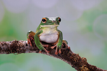 Obraz premium The White-lipped Tree Frog (Nyctimystes infrafrenatus) is found in Papua, Indonesia. Other common names is the Giant Tree Frog.