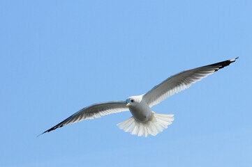Birds of Ukraine.Gulls fly against the blue sky. Wintering waterfowl