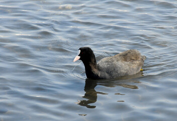 Birds of Ukraine. The Eurasian coot (Fulica atra), also known as the common coot