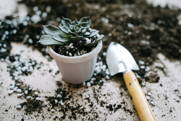Transplanting a plant into a white plastic pot. A spatula with soil for a houseplant. The succulent is planted in a pot. Eheveria The Black Prince.