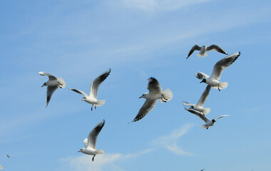 Birds of Ukraine.Gulls fly against the blue sky. Wintering waterfowl