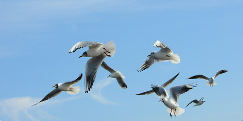 Birds of Ukraine.Gulls fly against the blue sky. Wintering waterfowl