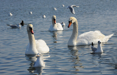 Swans - wintering waterfowl in the Black Sea