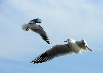 Birds of Ukraine.Gulls fly against the blue sky. Wintering waterfowl