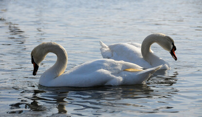 Birds of Ukraine. Swans, gulls and ducks - wintering waterfowl in the Black Sea