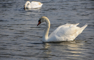Swans - wintering waterfowl in the Black Sea