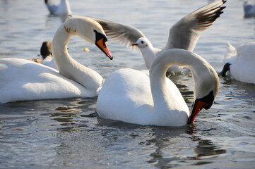 Birds of Ukraine. Swans, gulls and ducks - wintering waterfowl in the Black Sea