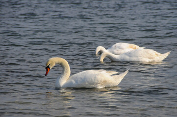 Obraz premium Swans - wintering waterfowl in the Black Sea