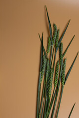 green ears of wheat and barley on a colored background. new Urazhay Ukraine 2022