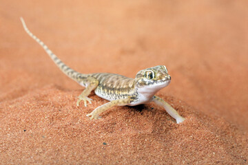 Sand Gecko (Stenodactylus petrii) on desert sand.
