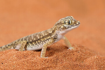 Sand Gecko (Stenodactylus petrii) on desert sand.