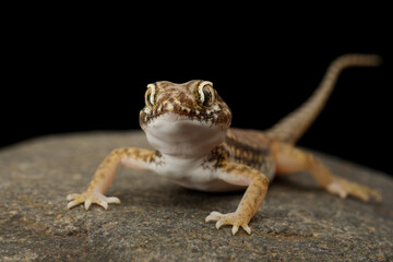 Sand Gecko (Stenodactylus petrii) on rock.