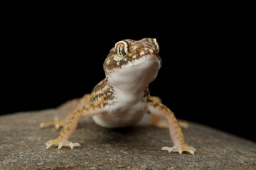 Sand Gecko (Stenodactylus petrii) on rock.