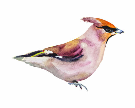 recommend clip art: Waxwing bird watercolor illustration. Hand drawn realistic. Isolated bird on white background. ClipArt, DIY, scrapbooking elements. Autumn painting. Rowan art. Fall watercolor artwork