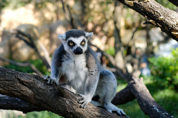 lemur on a tree