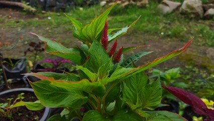Celosia cristata flower plant in red in the flower garden