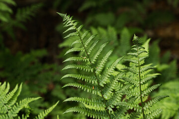 Wild green fern leaves in the summer forest. Dark nature background. Jungle green foliage close up.