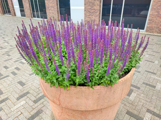 Naklejka premium Large terracot flowerpot containing Lavender plants with bright purple colored flowers
