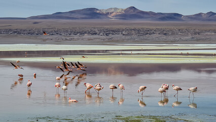 Fototapeta premium flamingos in the lake