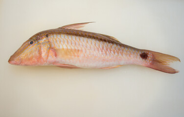 Fresh raw fish on white cutting board show ingredients for sashimi or sushi