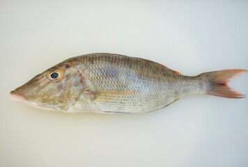 Fresh raw fish on white cutting board show ingredients for sashimi or sushi