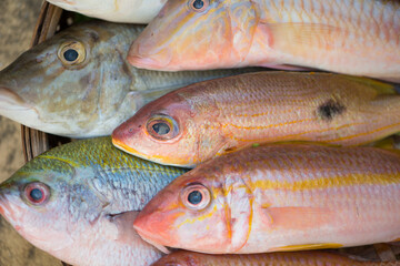 Fresh raw fish in wood tray show ingredients for sashimi or sushi
