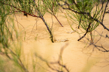 two lizards on the sand and in the spruce vegetation and desert grass