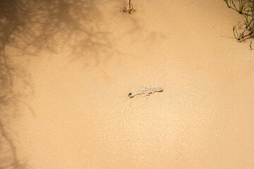 lizard on the background of sand and vegetation empty and shadows from the grass on the sand