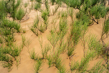 desert and desert vegetation branches and grass