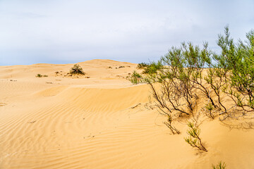 desert in the Astrakhan region of Russia Big Brother, a dune of yellow loose sand and some desert vegetation