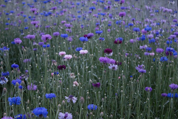 Obraz premium cornflower field multicolored. Background