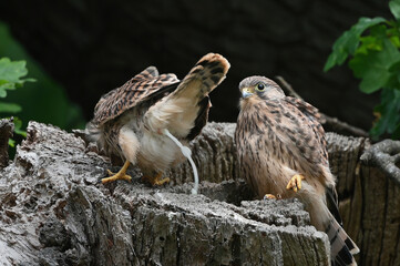 Fledgling kestrel defecate  out of nest