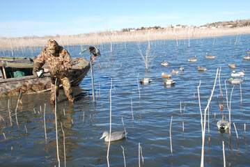 A waterfowl hunter retrieving decoys