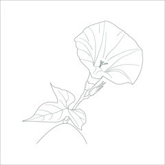 Bindweed flowers, Morning glory flower black and white vector drawing. coloring book Page and design. Ipomoea flowers.